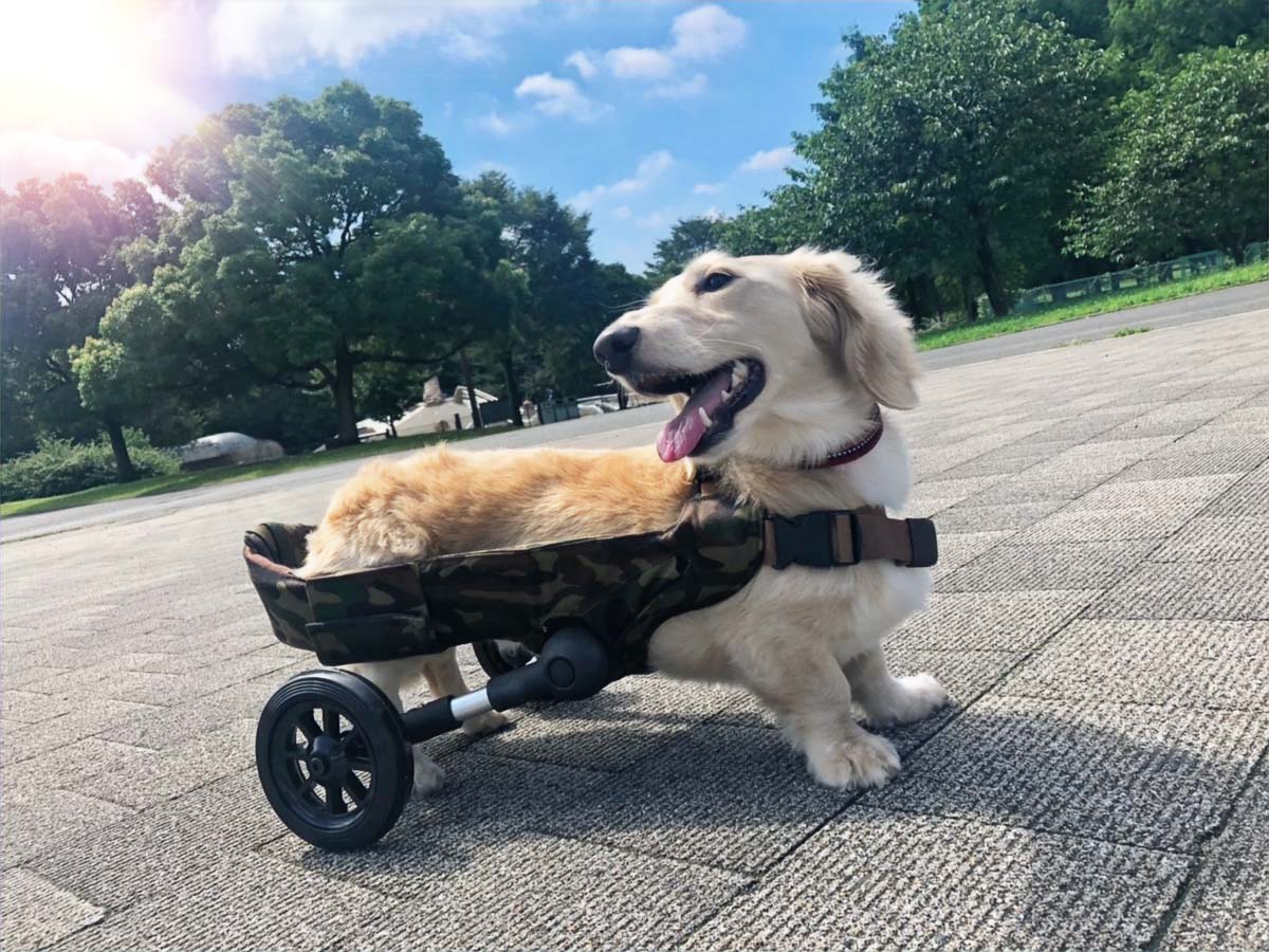 ワンコログッドデザイン